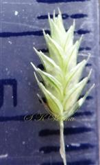  Spikelet